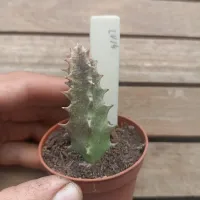 Huernia zebrina 'Majestosa' (1haste - vaso6) - Foto 2