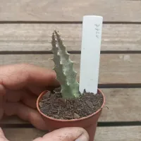 Huernia híbrida Negra 'JVM1512' (1haste - vaso6) - Foto 2