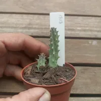 Huernia híbrida Pink 'JVM1313' (1haste - vaso6) - Foto 2