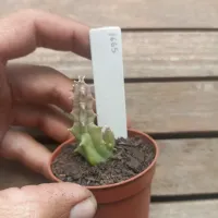 Huernia zebrina híbrida 'JVM1665' (1haste - vaso6) - Foto 2