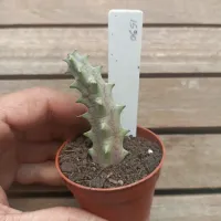 Huernia híbrida 'JVM1530' (1haste - vaso6) - Foto 2