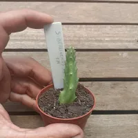 Stapelia berlinensis híbrida de Taiwan (1haste - vaso7) - Foto 3
