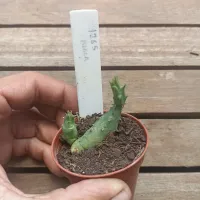 Huernia híbrida 'JVM1265' (1haste - vaso6) - Foto 2