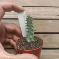 Huernia verekery HB (vaso7 - 1 haste) - Foto 3