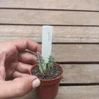 Huernia 'Refrescar' LV69 (1haste - vaso6) - Foto 2