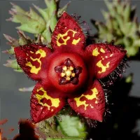 Orbea macloughlinii (1 haste - vaso6)