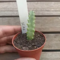 Huernia híbrida de Taiwan '34tw' (1haste - vaso6) - Foto 2