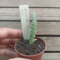 Huernia 'Freaks' híbrida '38LV' (1haste - vaso6) - Foto 2