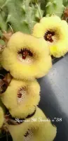 Huernia 'Freaks' híbrida '38LV' (1haste - vaso6) - Foto 3