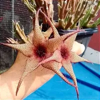 Orbea caudata x Stapelia gigantea (Vaso7 - 1haste) - Foto 3