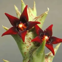 Orbea semitubiflora (Angolluma semitubiflora) 1 haste - Foto 2