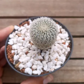 Frailea buenekeri v. densispina (vaso9) - Foto 2