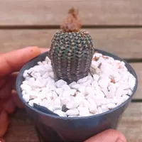 Frailea buenekeri (vaso6) - Foto 2