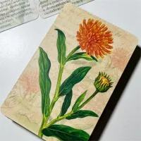 Kipper da Sorte - Foto 4