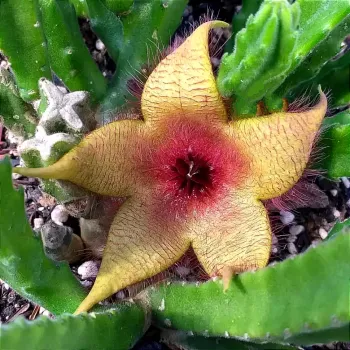 Stapelia unicornis (2 hastes)