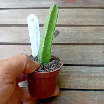 Stapelia unicornis (2 hastes) - Foto 2