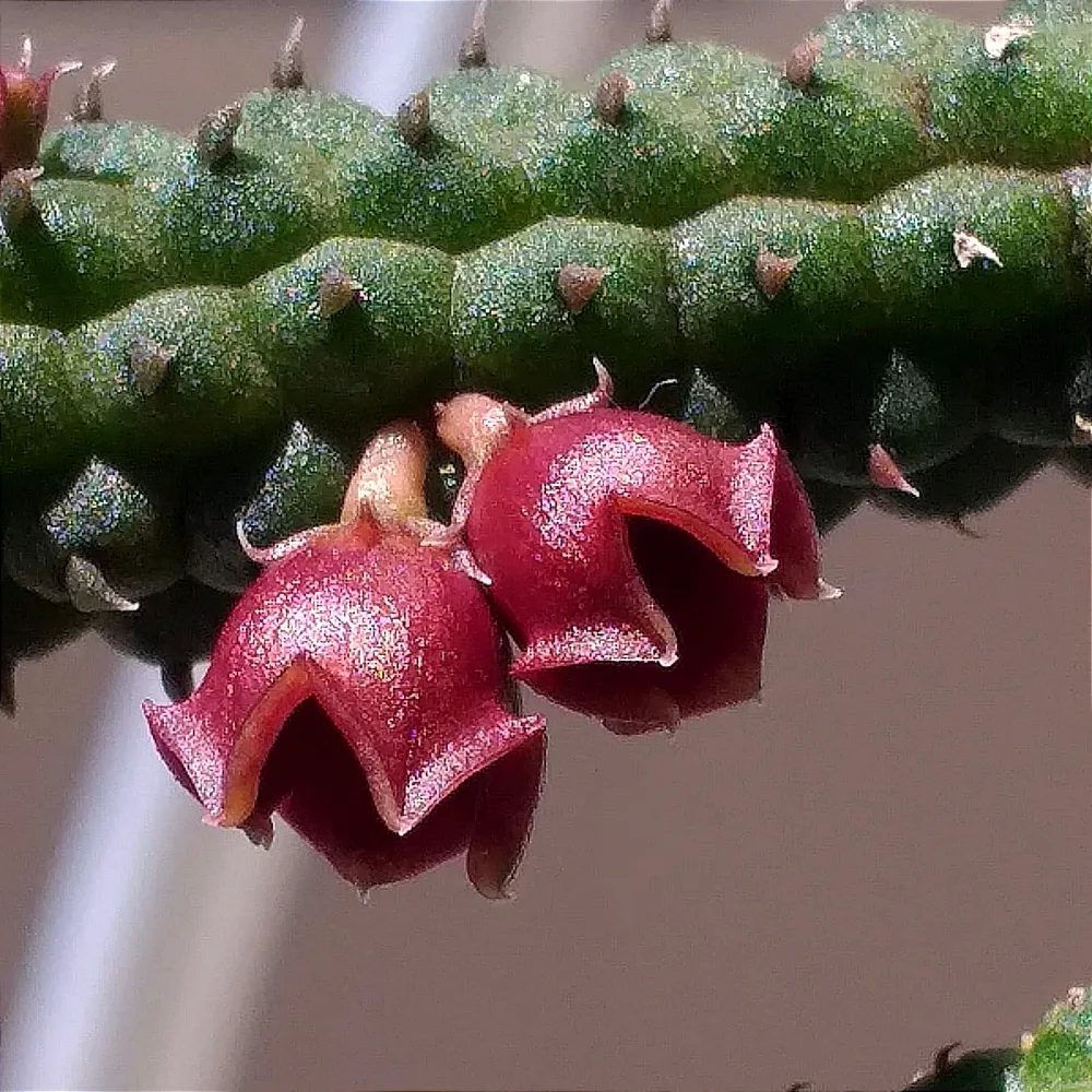 Echidnopsis archerii (1haste)