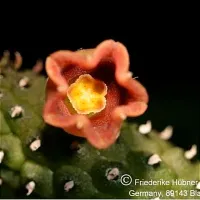 Echidnopsis archerii (1haste) - Foto 3