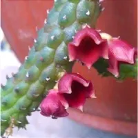 Echidnopsis archerii (1haste) - Foto 4