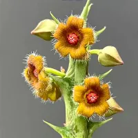 Orbea 'Cupid' (2 hastes)