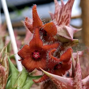 Orbea 'Cupid' (1 haste) - Foto 2