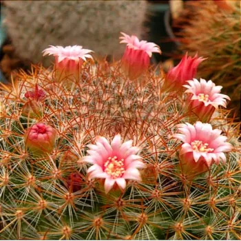 Mammillaria wiesinger (vaso6)