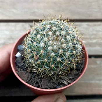 Mammillaria wiesinger (vaso6) - Foto 2