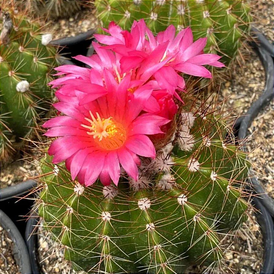 Notocactus horstii (vaso6)