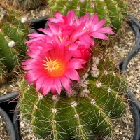 Notocactus horstii (vaso6)