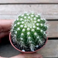 Notocactus horstii (vaso6) - Foto 2