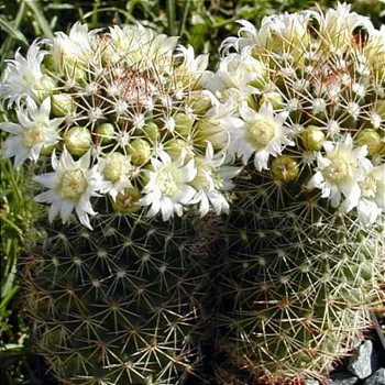 Mammillaria backebergiana var. albiflora (vaso6)