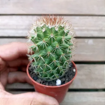 Mammillaria backebergiana var. albiflora (vaso6) - Foto 2