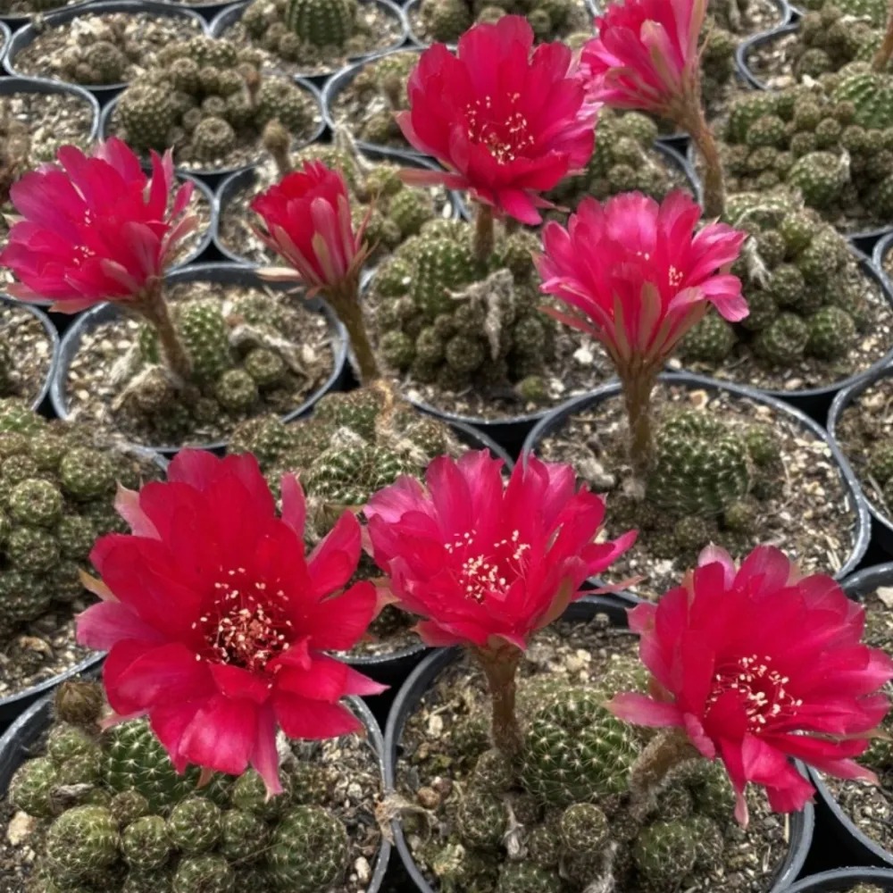 Lobivia aurantiaca (vaso6) Imagem