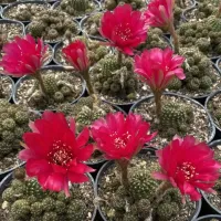 Lobivia aurantiaca (vaso6)