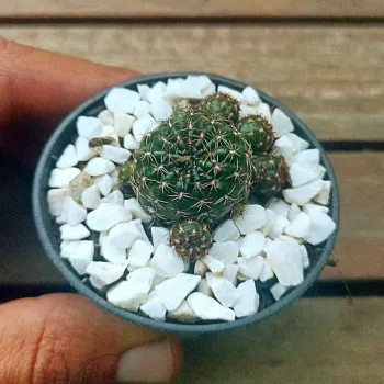 Lobivia aurantiaca (vaso6) - Foto 2