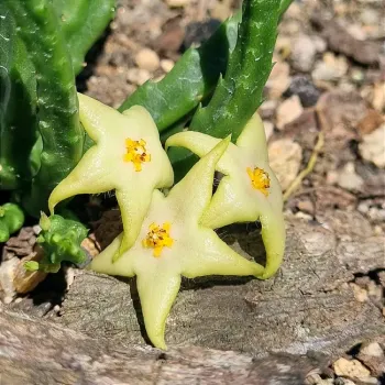 Stapelia divaricata 
