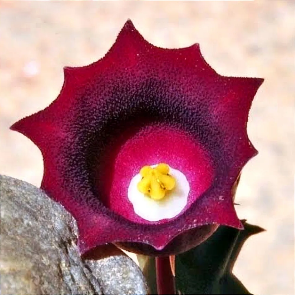 Huernia humpatana (planta rara - 2 hastes)