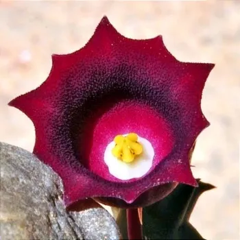 Huernia humpatana (planta rara - 2 hastes)