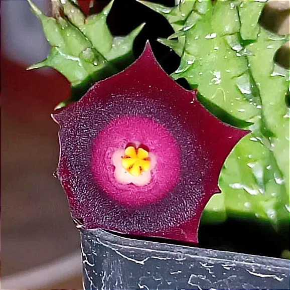 Huernia 'Ocutana cv. Mim' (H. occulata X H. humpatana 1haste) Imagem