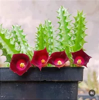 Huernia 'Ocutana cv. Mim' (H. occulata X H. humpatana 1haste) - Foto 2
