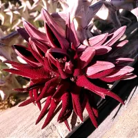 Orbea huillensis ssp. huillensis (1haste)