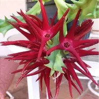 Orbea huillensis ssp. huillensis (1haste) - Foto 2