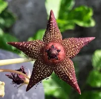 Orbea woodii (1haste)