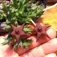 Orbea woodii (1haste) - Foto 2