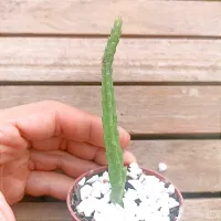 Stapelia divaricata 'yellow' (1 haste) - Foto 2