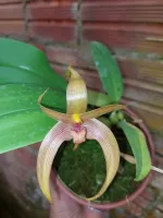 Bulbophyllum Jersey