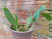 Bulbophyllum Jersey - Foto 2