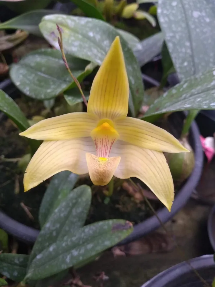 Bulbophyllum Siamensis
