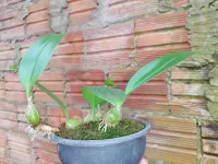 Bulbophyllum Siamensis - Foto 2