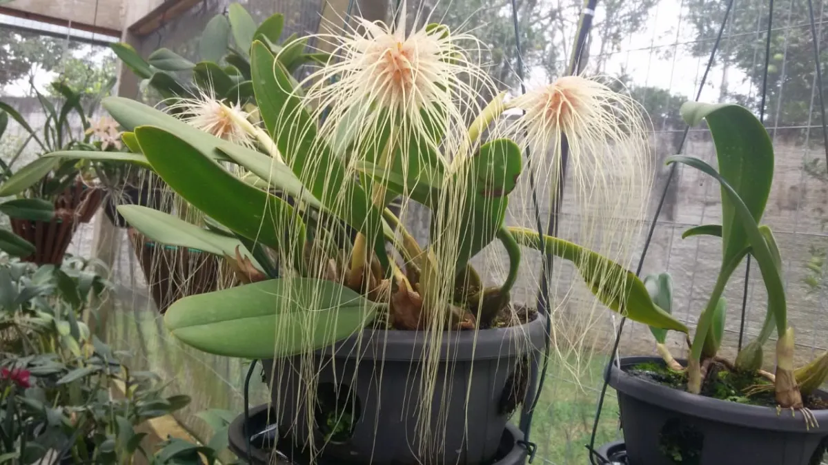 Bulbophyllum Medusae Imagem